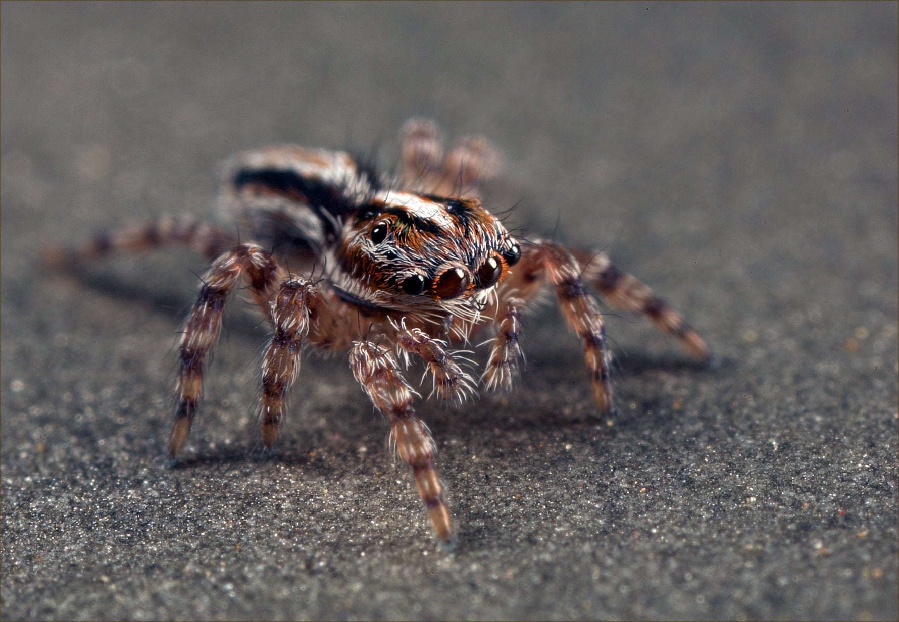 Mity i fakty o pająkach – obalamy stereotypy