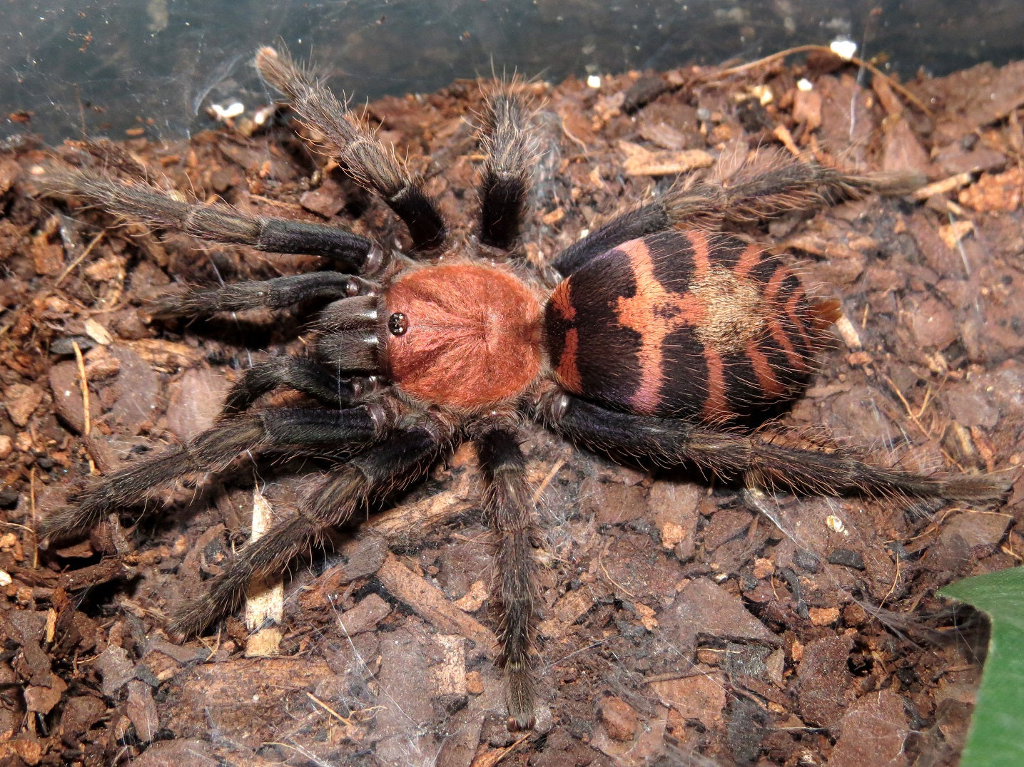 Etyka, Nauki Zaawansowane i Kolekcjonerstwo