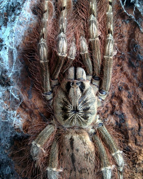 7ba34cf42c8dcfe6646d65d24c101d7f