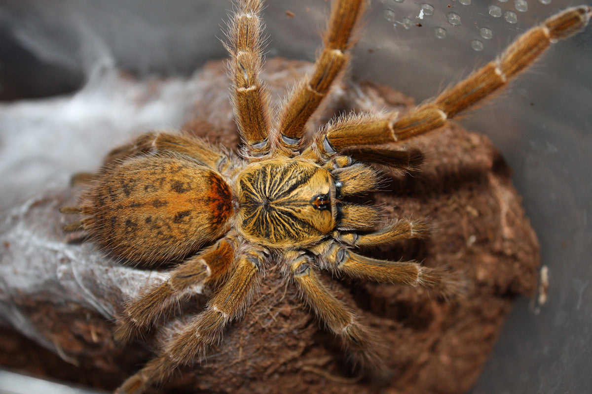 6526b31fbc0a299188e29f5e77a9271c