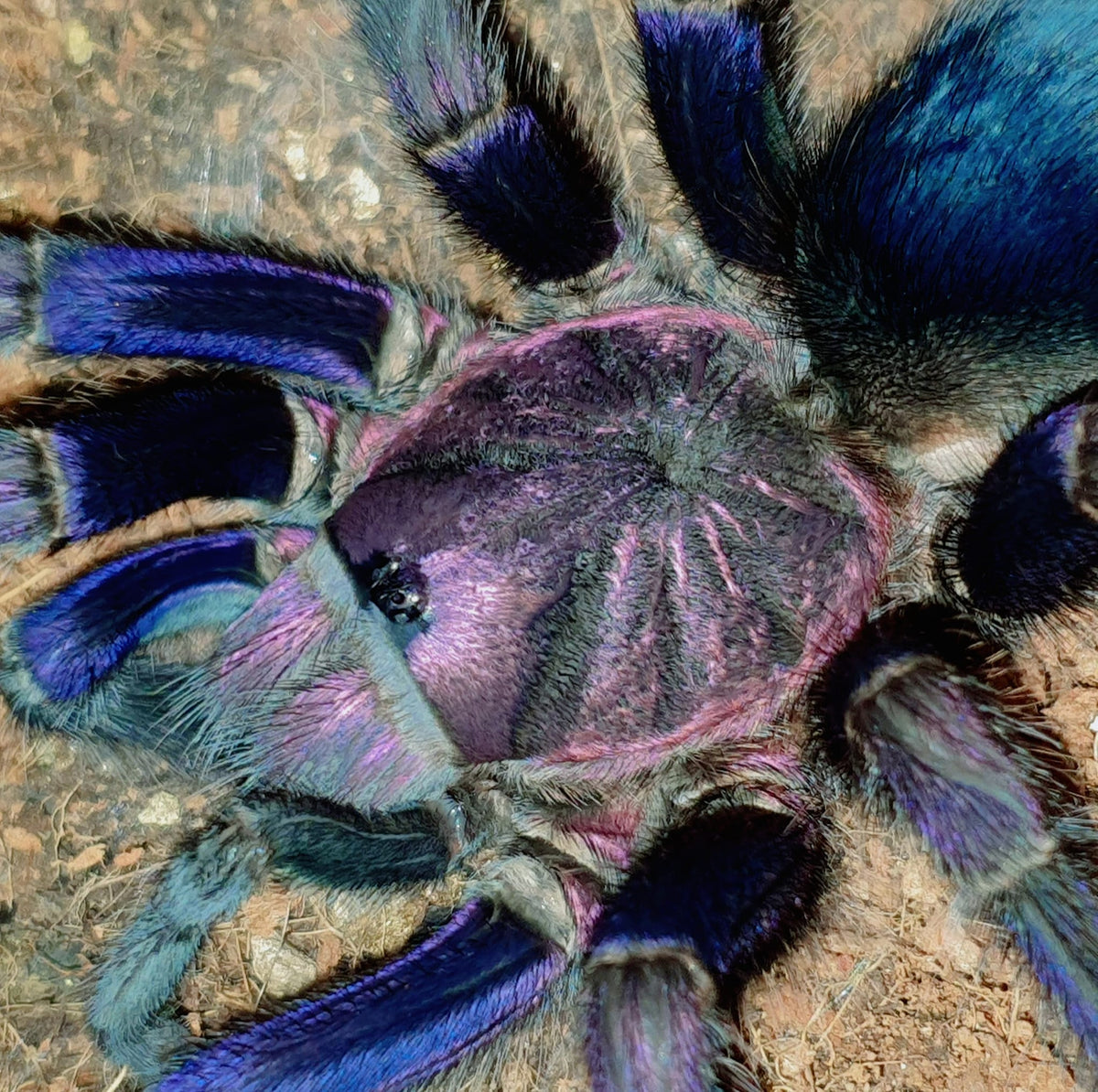 ceabd6d7cc4aff6c11378bac4b79f908