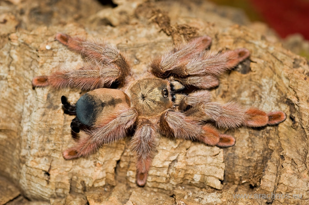 a73ef04c1738ae1fda71bdf7e5922540