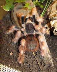 6bef345e146037a4b50d18aa6de82bc5