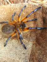 4b54d7e78c0929f1905fa7fc71083a03