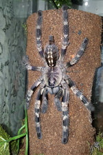 b2f3f6887daa216b5b671931592e22aa