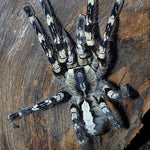 3b420e55659398e9f682d4ab350c8ac7