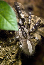 26a403b252acdd1a74c516e80a0172c4