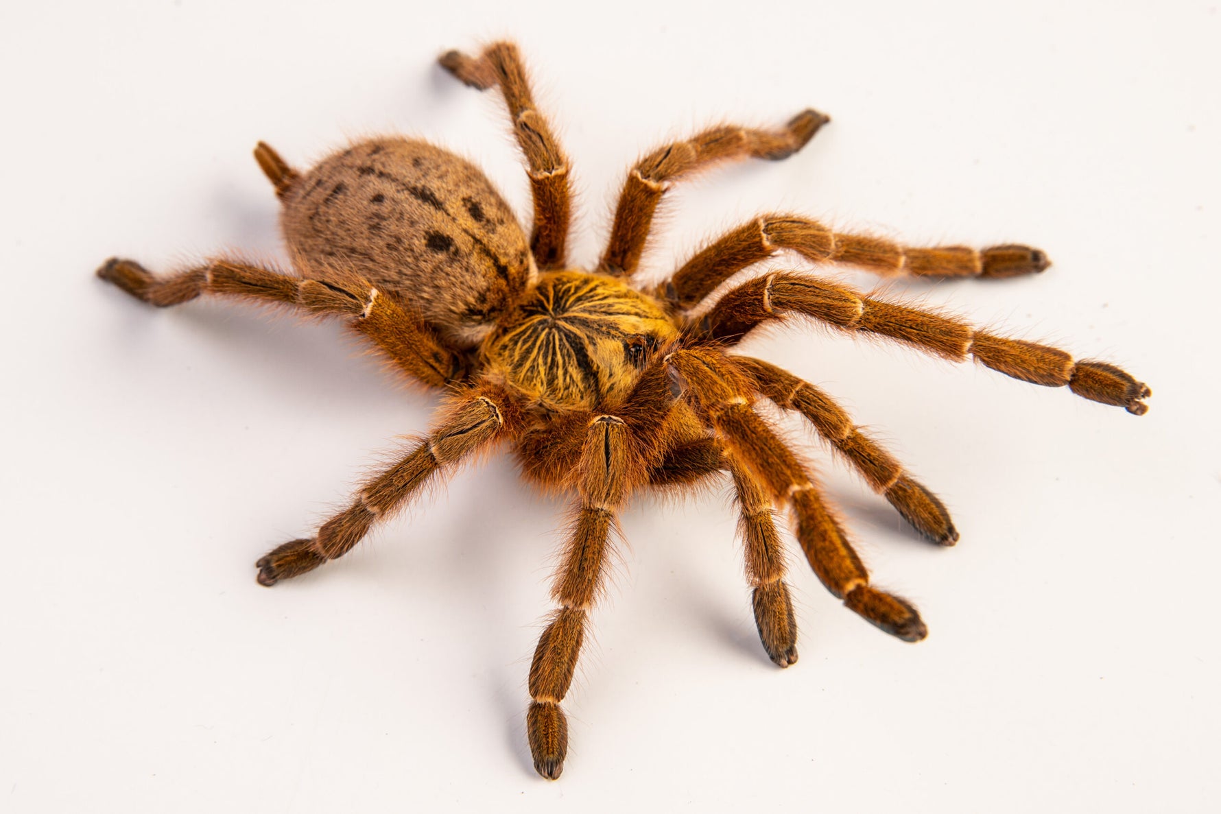 9e56c80c2763fe3d01edcd1847a14c2c