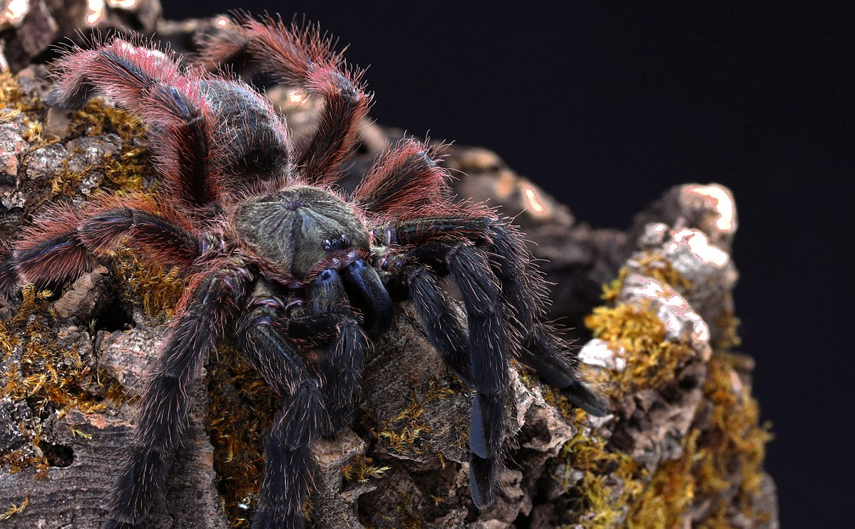 c001efac60d6a4f2307195c765e7a9b9