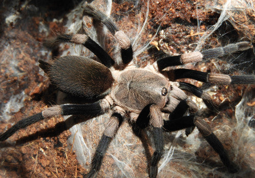 93226757c0dbde2db04963c75211c67f