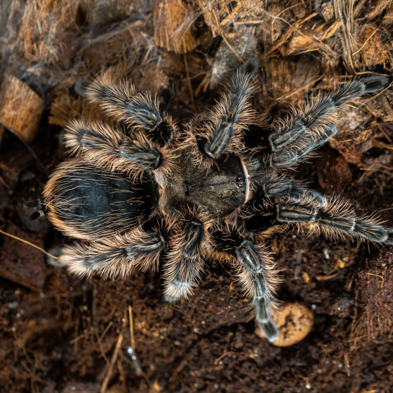 ac685151d97fc81399586a823f39db4a