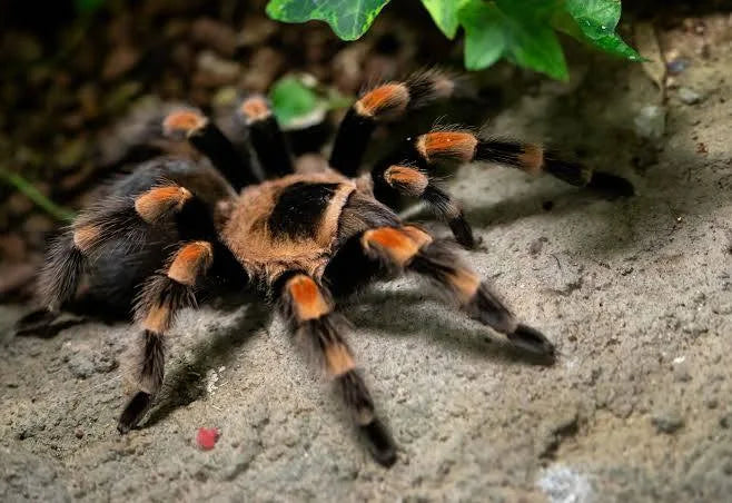 2033a1aedda08fb657d729642278f00e