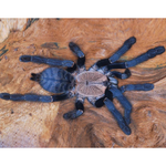 f848b3cbf1917ce69af77cd70b9c7f5a