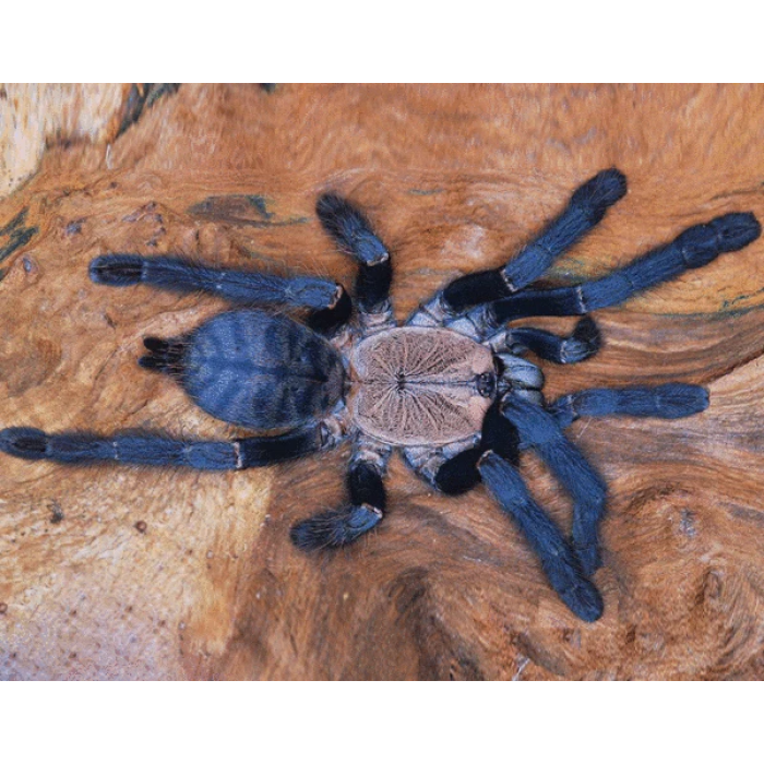 f848b3cbf1917ce69af77cd70b9c7f5a