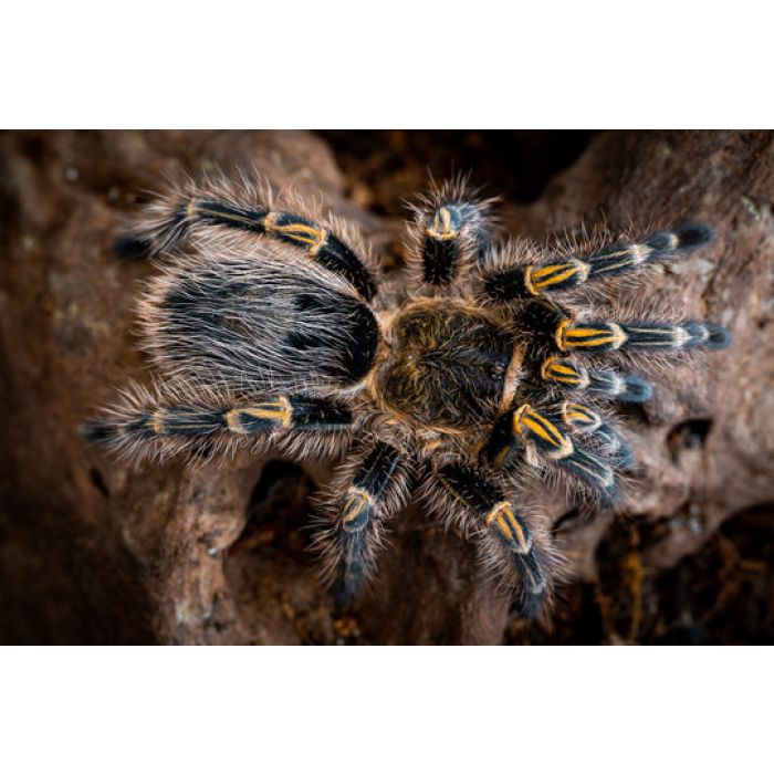 ab47a9211b2bf9c5ecc6413403df2593