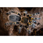 ab47a9211b2bf9c5ecc6413403df2593