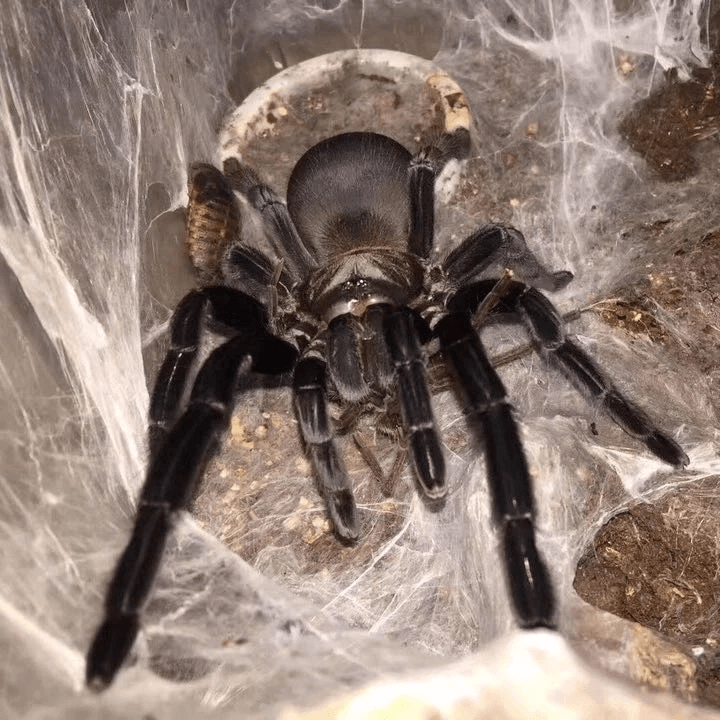 4d1598c3f1f8b684dc4a191b4f88e3ed