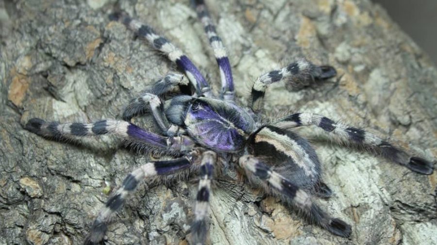 5ce67a82d6c092e8b099a8290a52a7a5