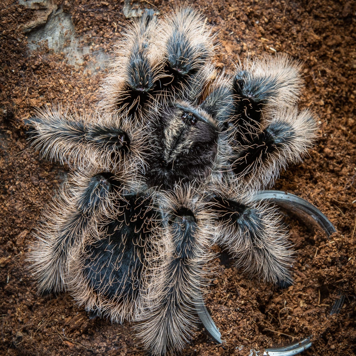 35e2d6869c26fdb21878c62af28ece30