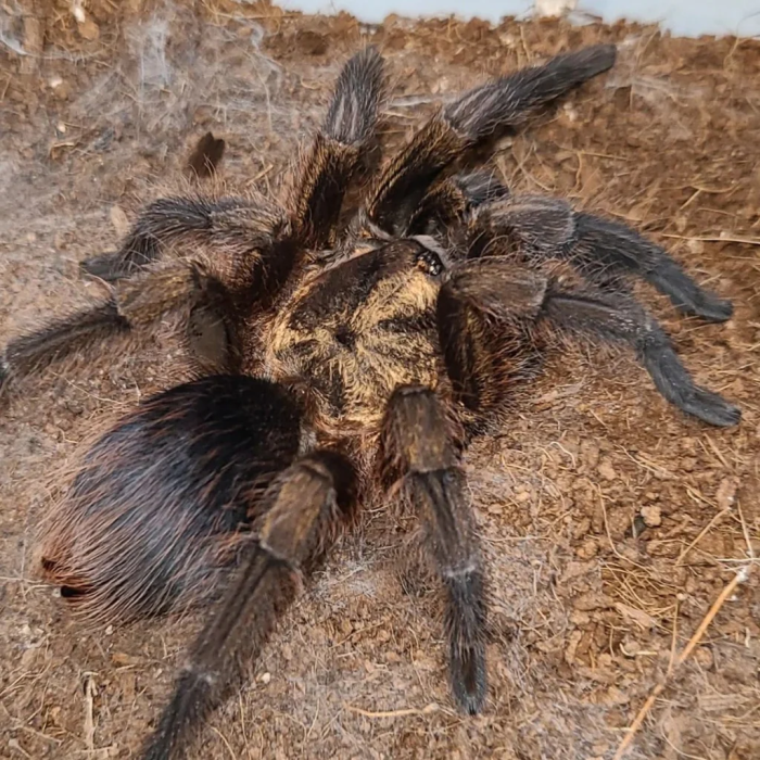 1118c828a62d63a524460f38ad67ee7a