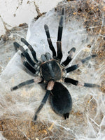 956e82bcfe6d91adfd352a2604654102