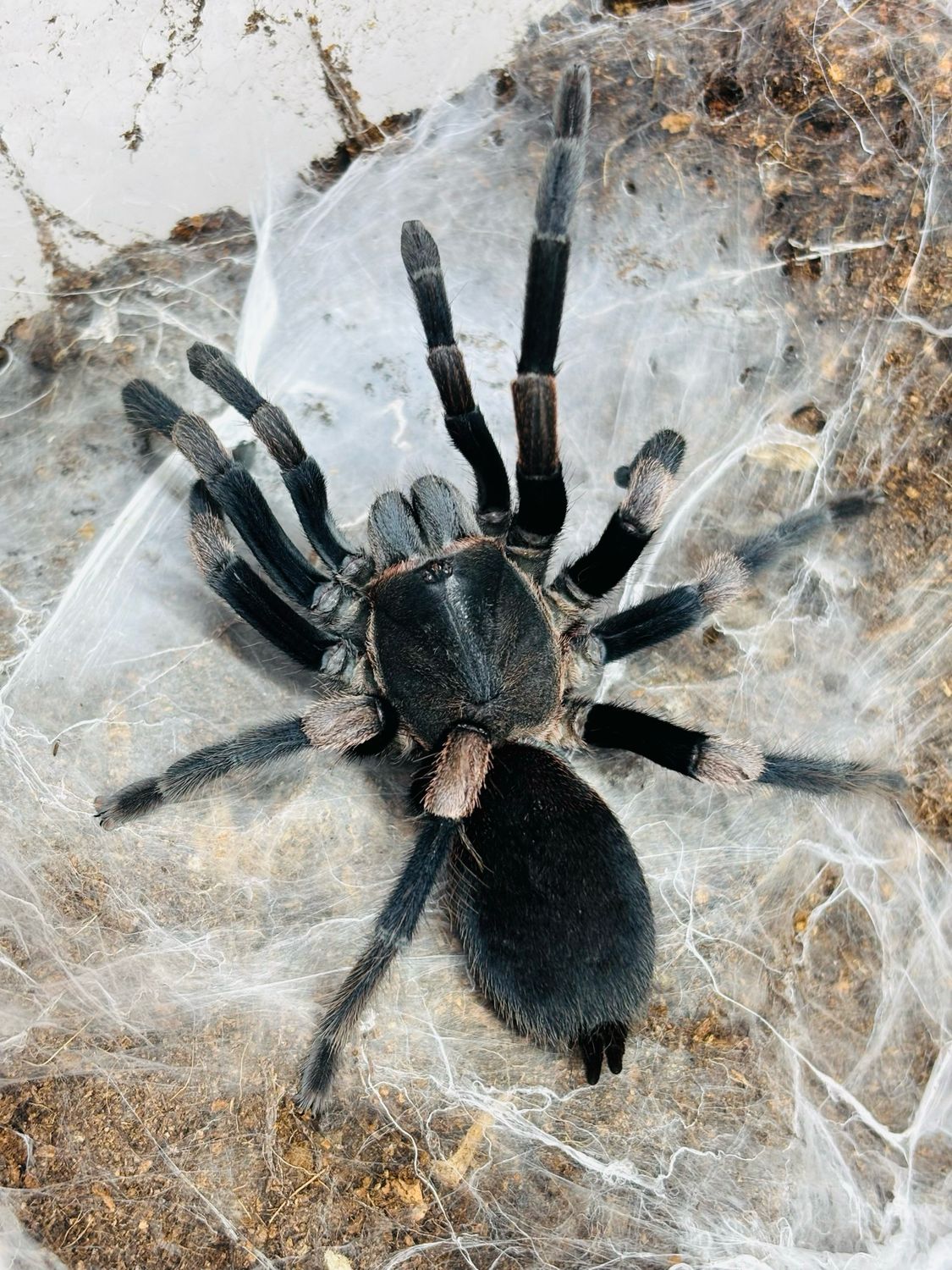 956e82bcfe6d91adfd352a2604654102