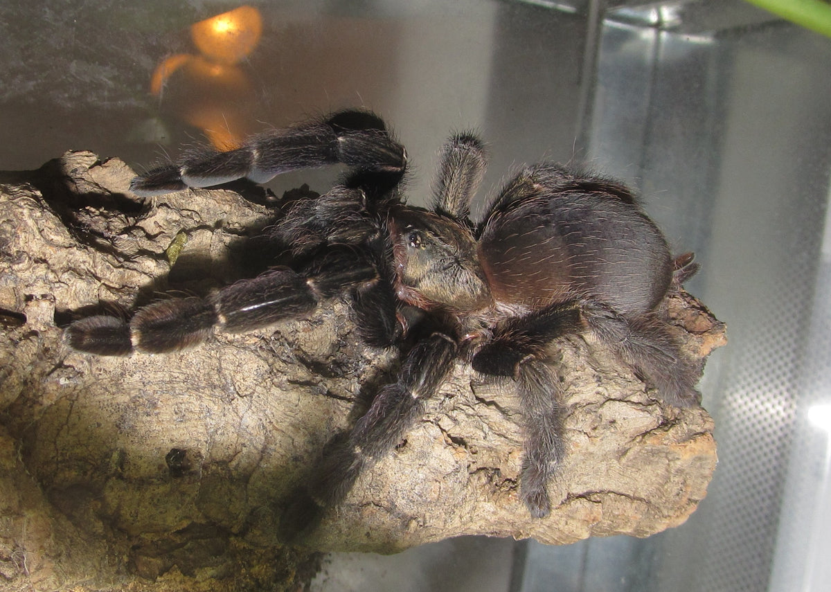 24bb2eda2d2cc3c37104455943756e36