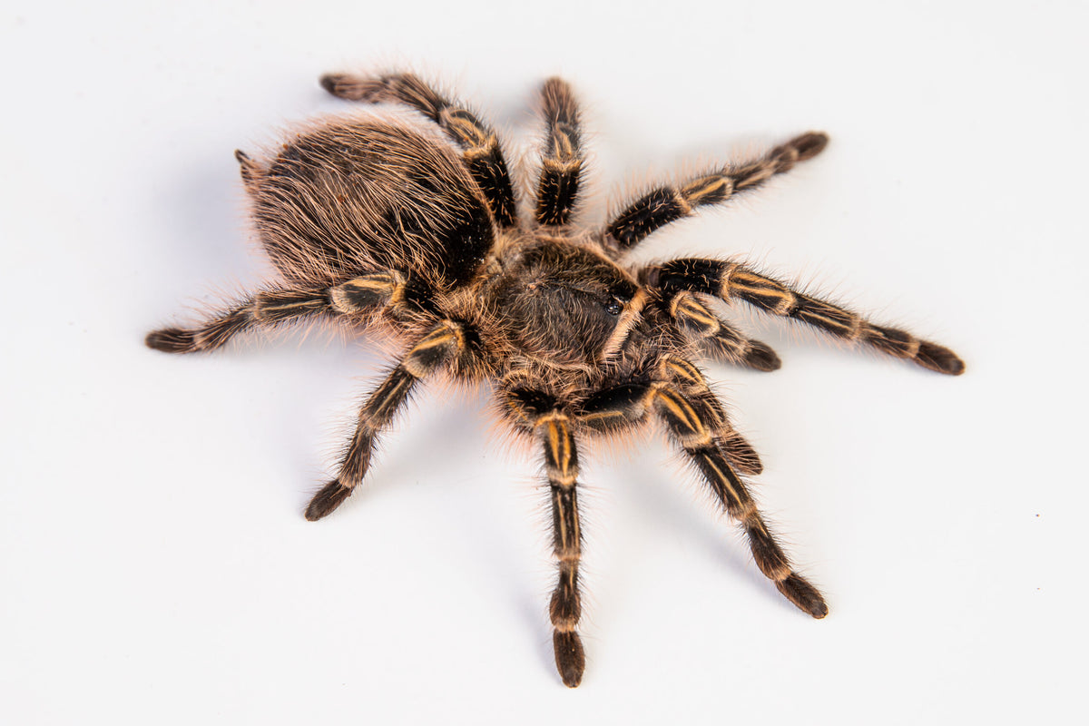 a5de9d7ef0215f8d3ea4ab2984935f42