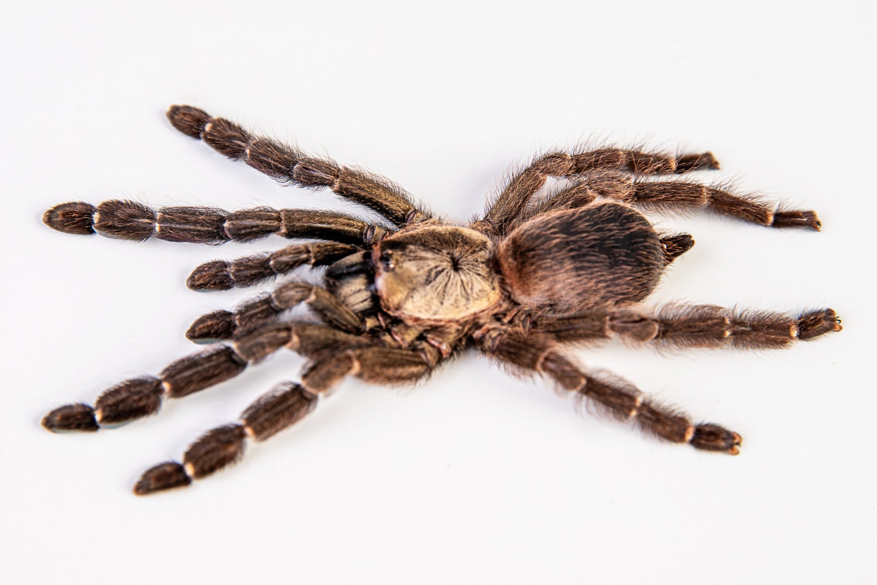 6fbecc10ab09768771a9bf5ac1f7d31b