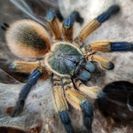 314f81a243e833f71aefa3698397a0d6