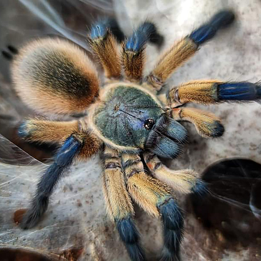 314f81a243e833f71aefa3698397a0d6