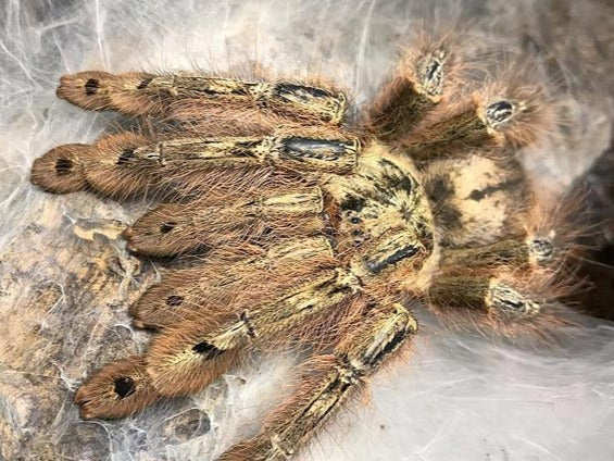 d260d35fd14496d5b5c172c3214a1cfa