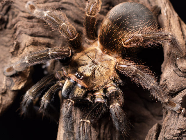 7aa3aa8a03ee7d63eb96de07c5f57eec