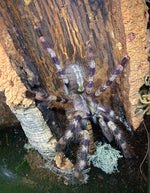 4fca59c852f11cd28802e473145a1d0d