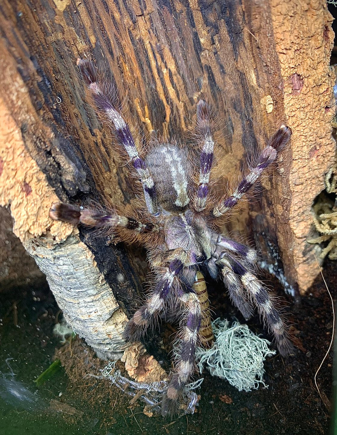 4fca59c852f11cd28802e473145a1d0d