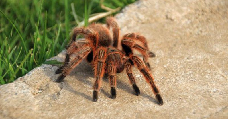 b3ecff7761e6c3a4c818a5f2fc0c6cd8