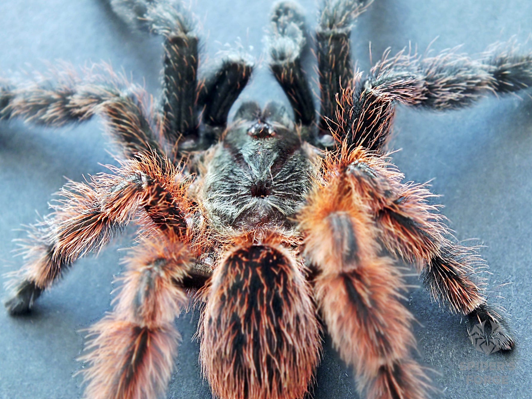 1d81d8627806ce38a9eb1fa9b2c9bb91