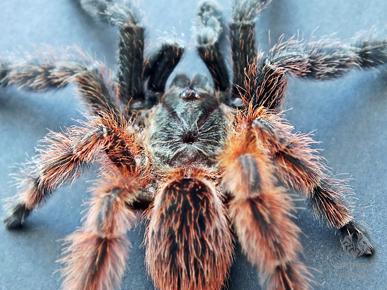 1d81d8627806ce38a9eb1fa9b2c9bb91