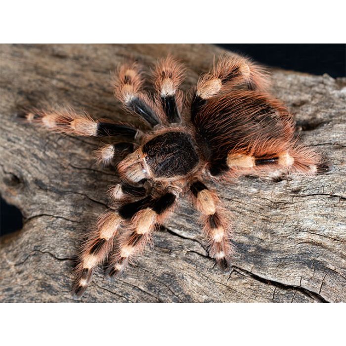 cb7c92d5b70f2e2ee159f3741604acb4