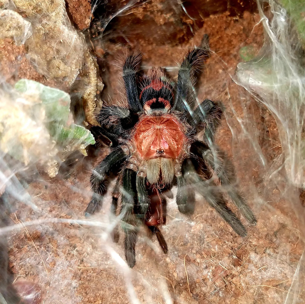 67afe8537b4503954c924aeec16080e7