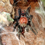 67afe8537b4503954c924aeec16080e7