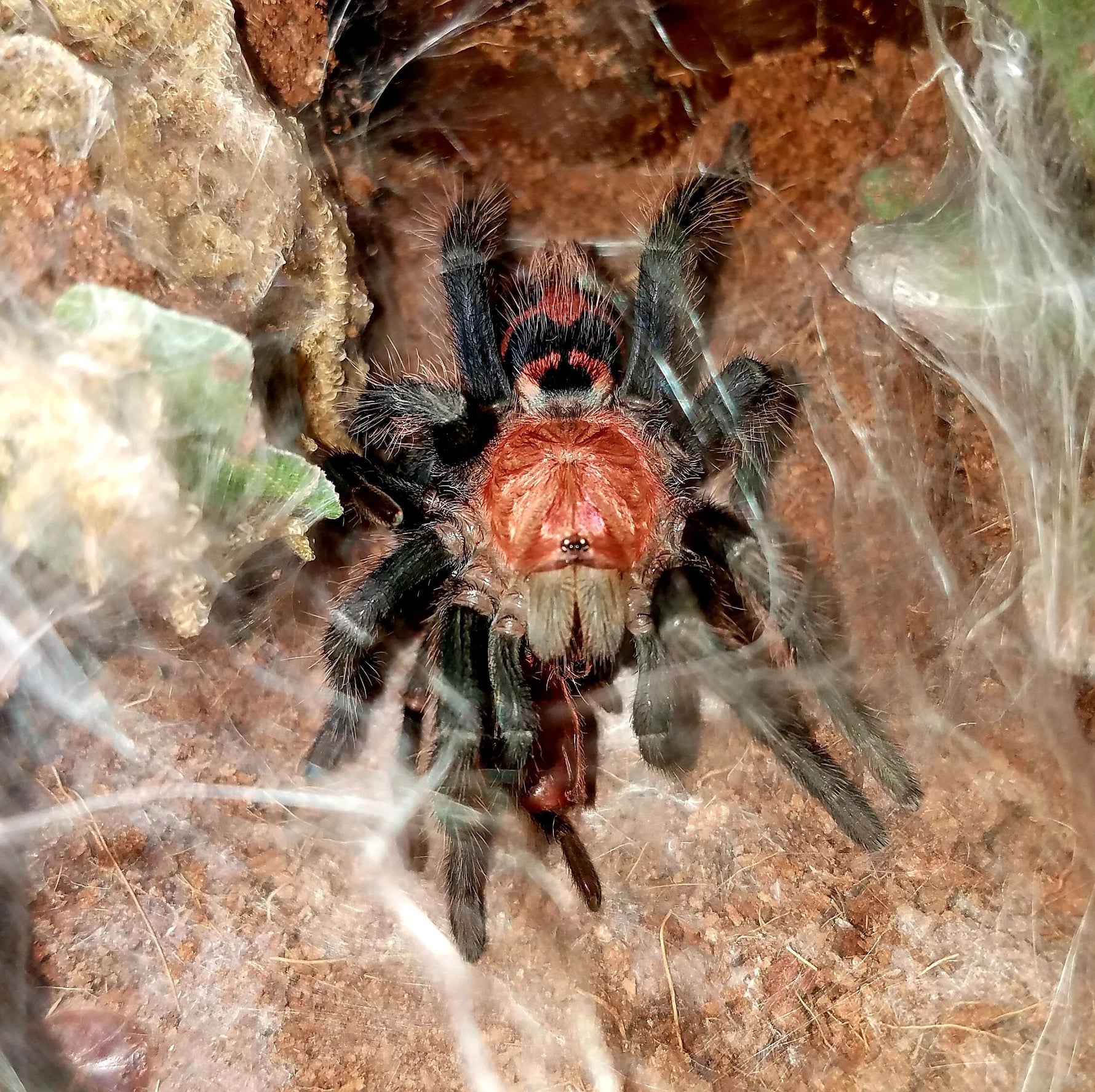 67afe8537b4503954c924aeec16080e7