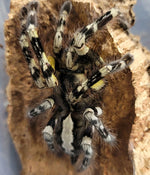 287df9053620a6cba64335e3f1c2b123