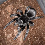 f71b75a761978fce5eef42767f2329bd