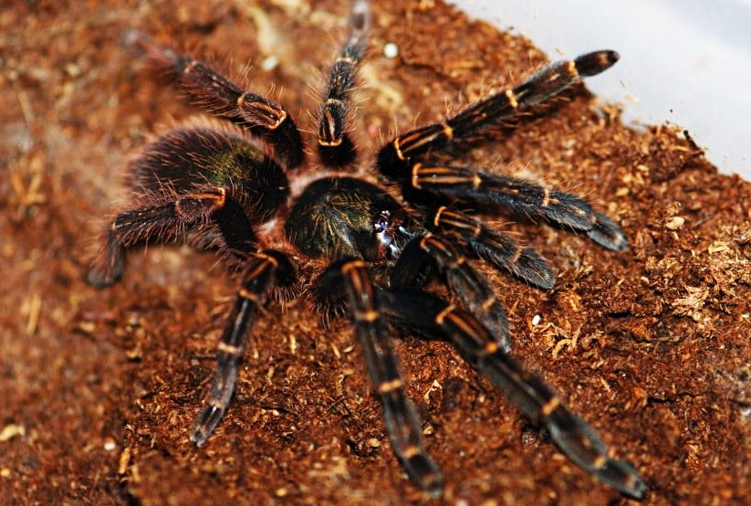 b21276716460ef0c5fe9ff2b14e07ce8