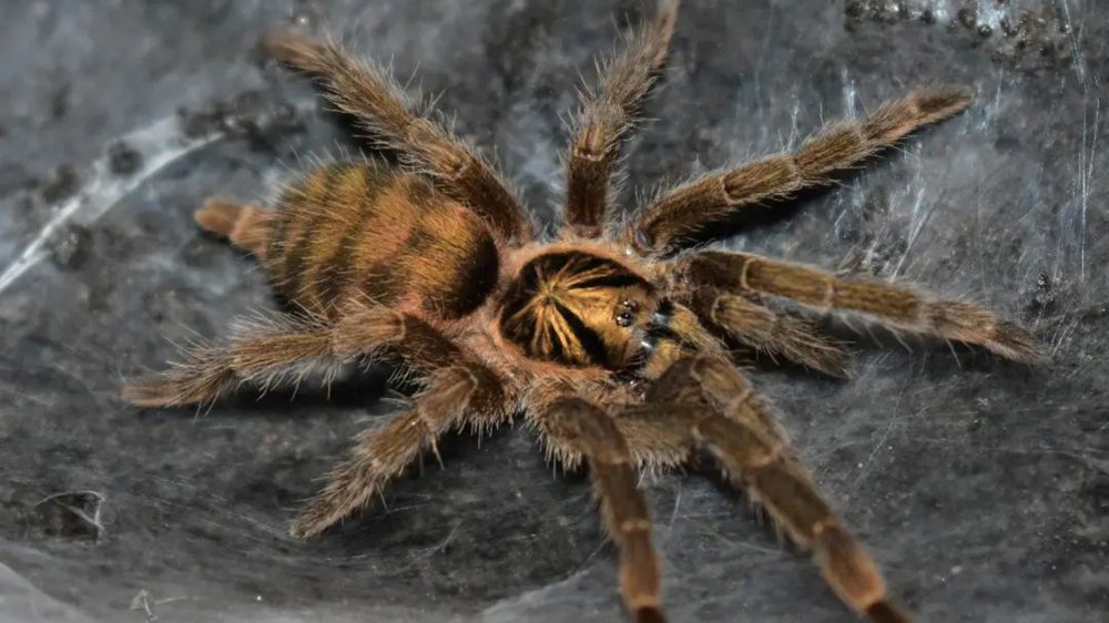 ddb77a4eea48ac9f2715186b7f5ee64f