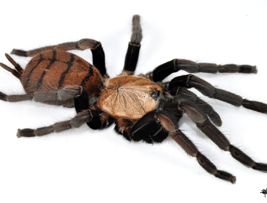 ea86bf0d508ecc43c8105d68f04fcbfc