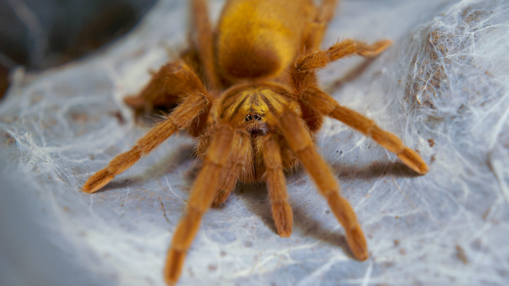 2314847f32eea5cdf48f622032aa8aec