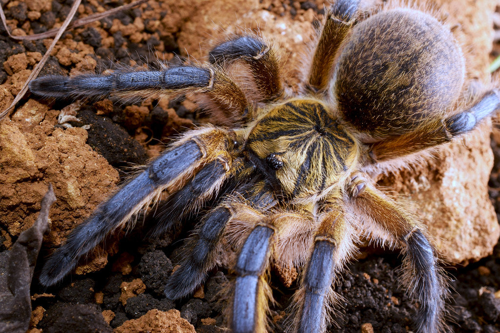 d6a0fba1770078c4e52aacb2701ed225