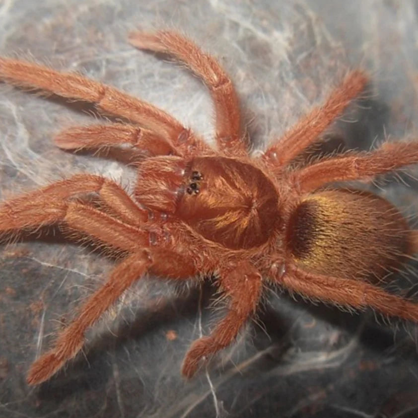 266b7b4c3ca31bddf06112e6740b1649